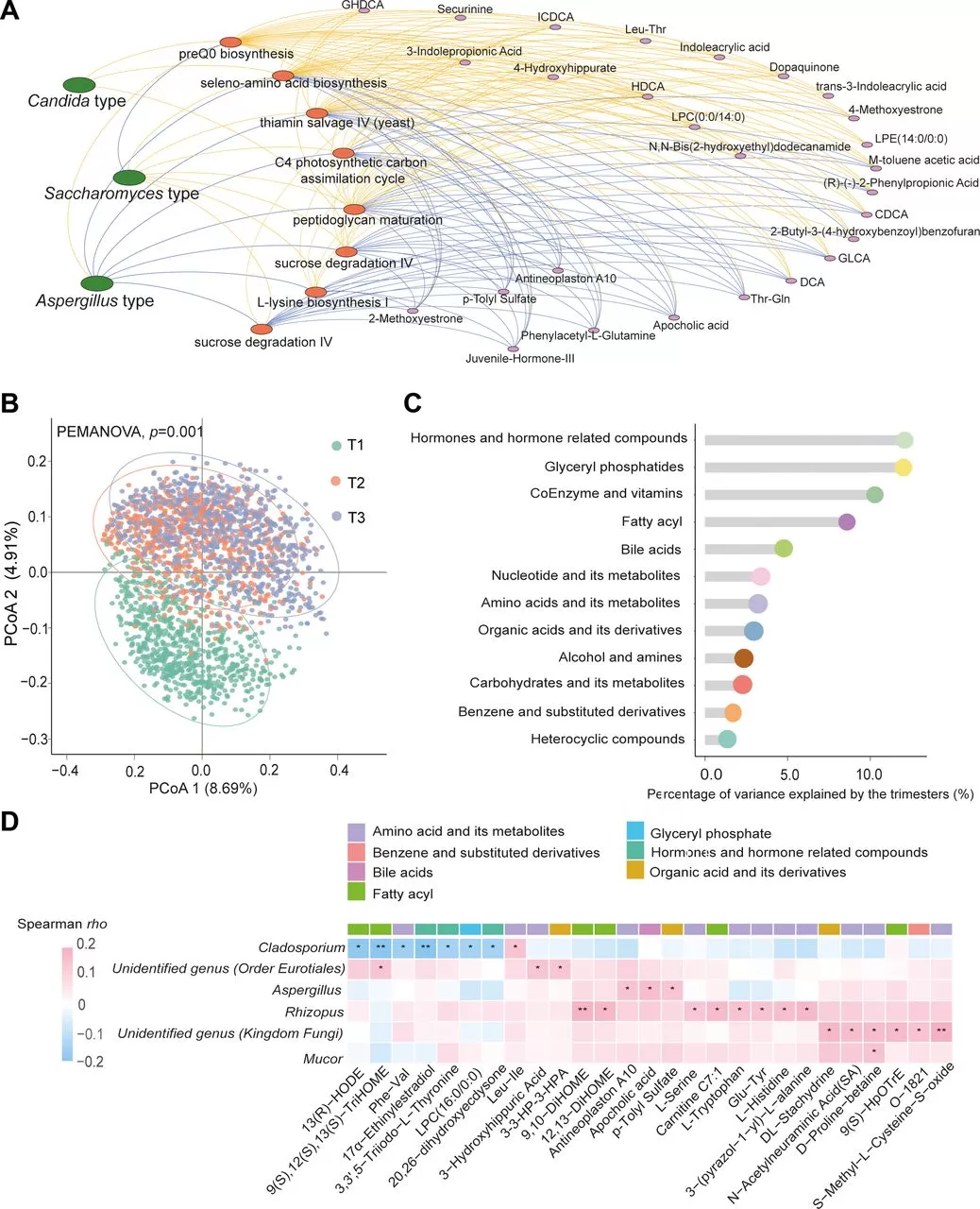 Figure 5. Interactions between gut mycobiome and host metabolism during pregnancy. 